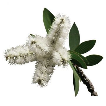 Αιθέριο Έλαιο Νιαουλί Biosamos (10ml)