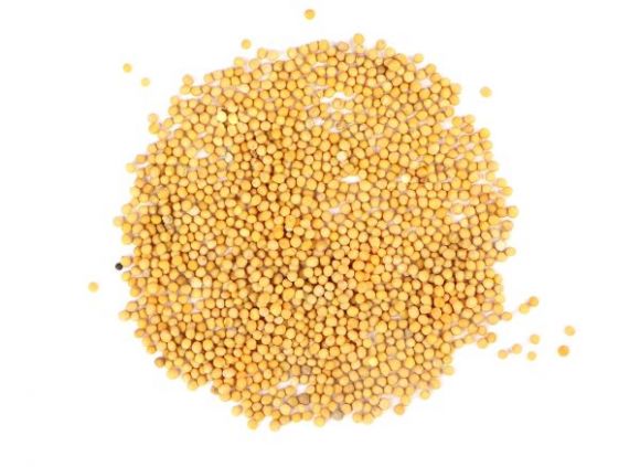 Yellow Mustard Seeds